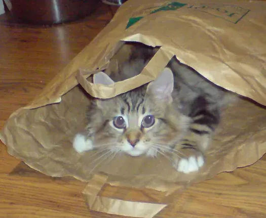 #7 Inside grocery or paper bags (By ThatPeskyCommoner, CC BY 3.0)