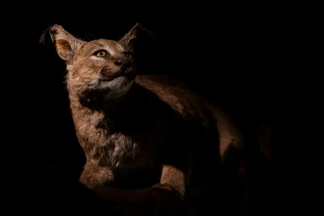 #4 Caracals Are Surprisingly Vocal, But Mostly After Dark (Image Credits: Unsplash)