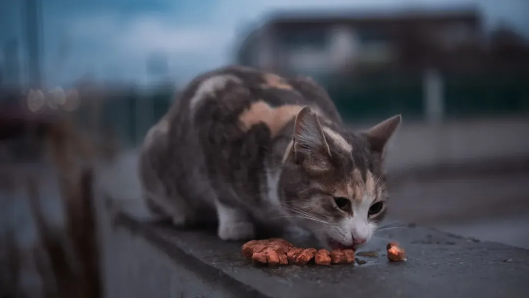 Feeding Them Helps, Obviously (Image Credits: Unsplash)