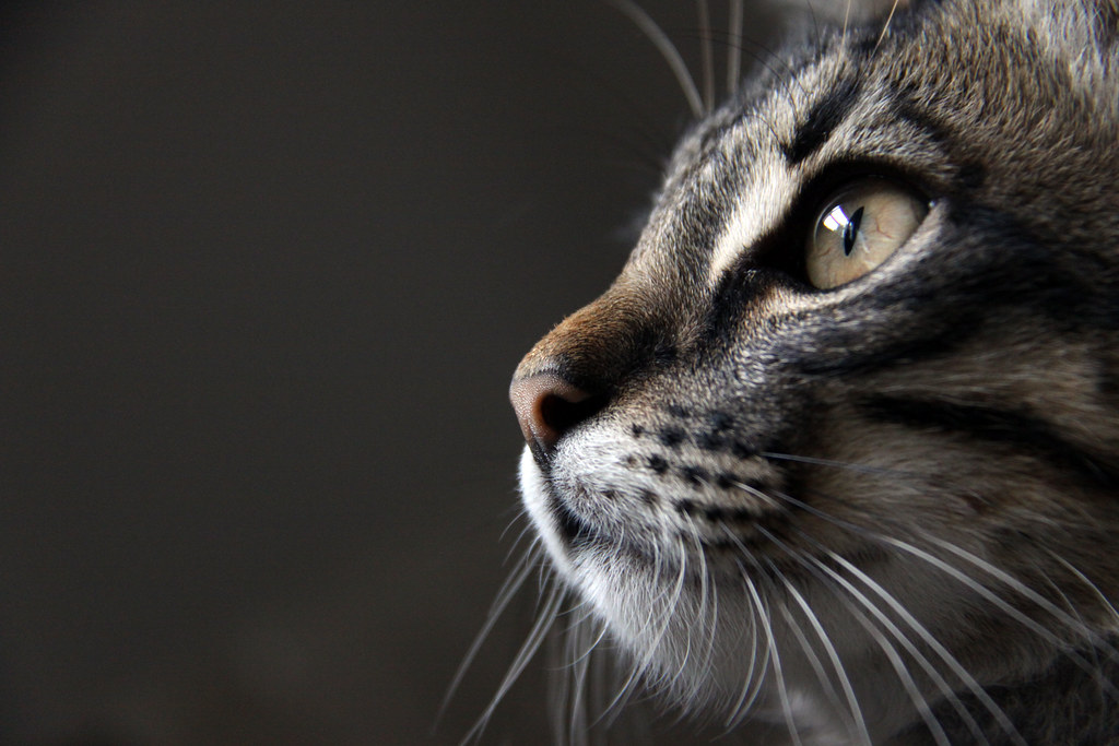 The Ongoing Mystery of Feline Intuition (Image Credits: Flickr)