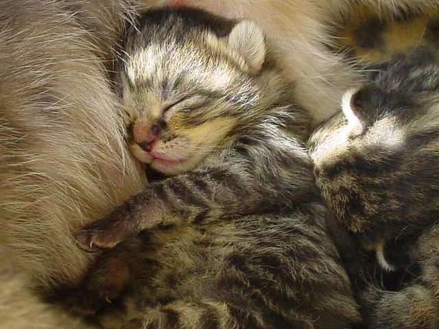 The Unique Sensory Experience of Cat Dreams (Image Credits: Flickr)