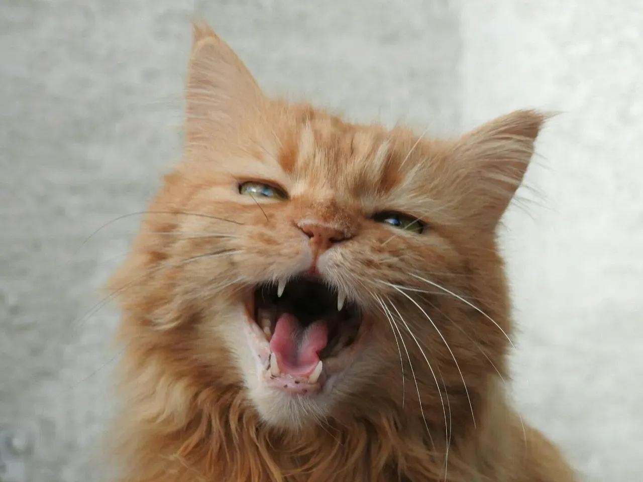 The Urgent High-Pitched Meow (Image Credits: Pixabay)