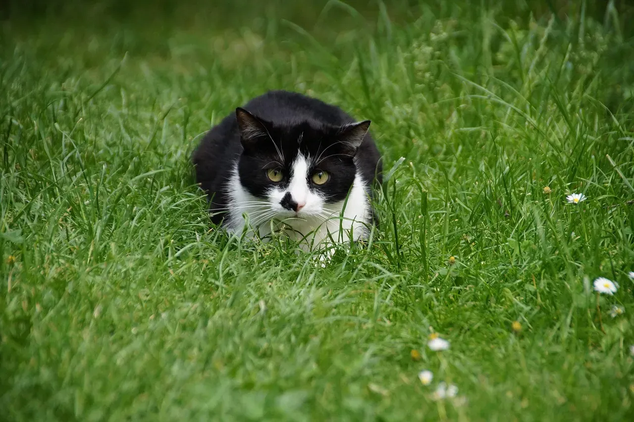 #10 - Outdoor Cats Are Doing Real Ecological Damage With This Habit (Image Credits: Pixabay)