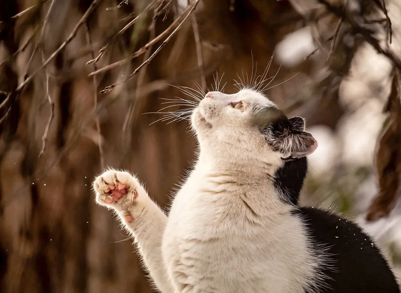 The Raised Paw: Hesitation Caught in the Air (Image Credits: Pixabay)