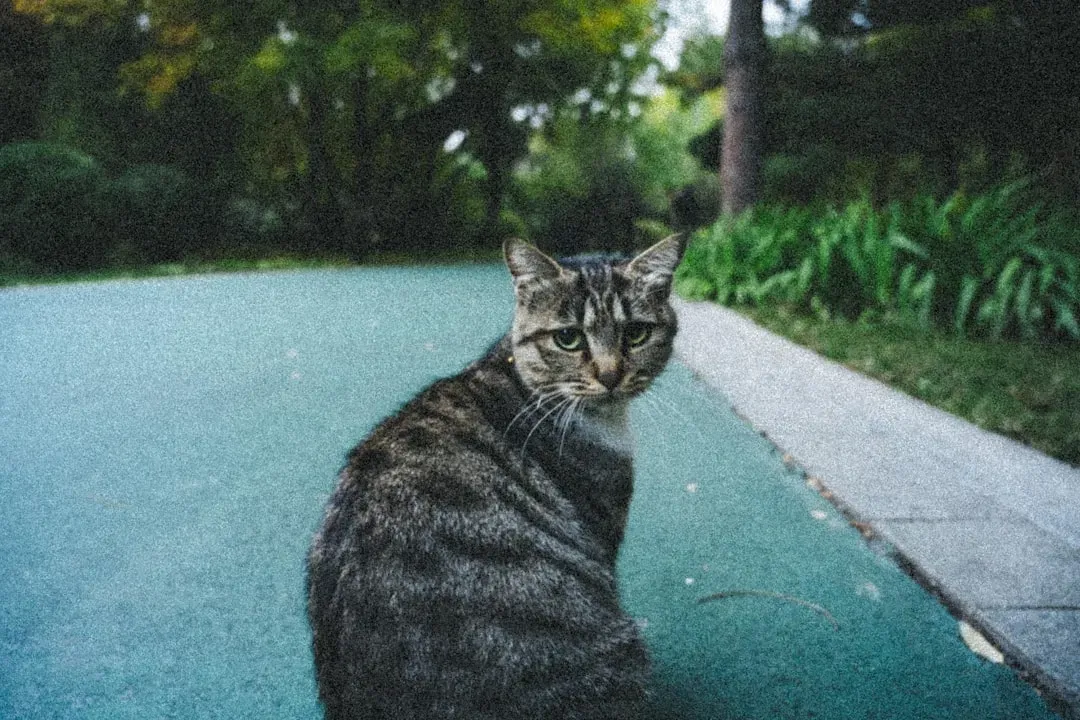 They Offer Companionship Without Overwhelming You (Image Credits: Unsplash)