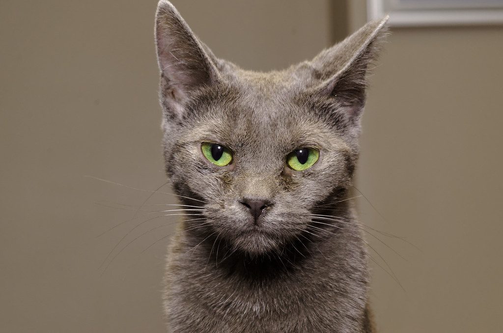 Russian Blue: The Quiet and Reserved Beauty (Image Credits: Flickr)