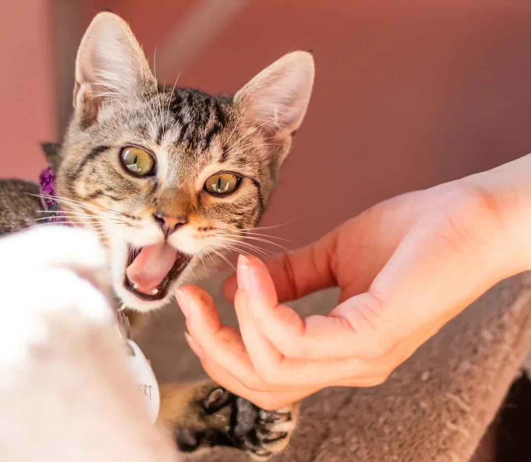 7. Cats Bite Without Warning or Reason (Image Credits: Unsplash)