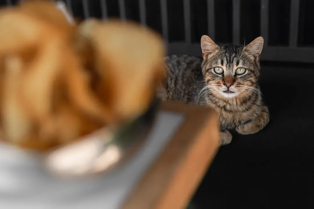 Routine Is Everything: Your Cat Has Memorized Your Mealtime Patterns (Image Credits: Unsplash)