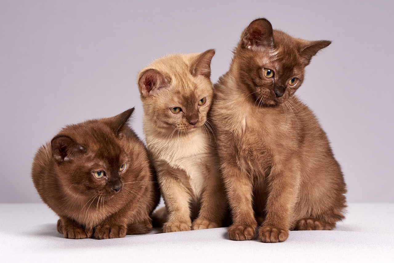 Burmese: The Ultimate Shadow Cats (Image Credits: Pixabay)