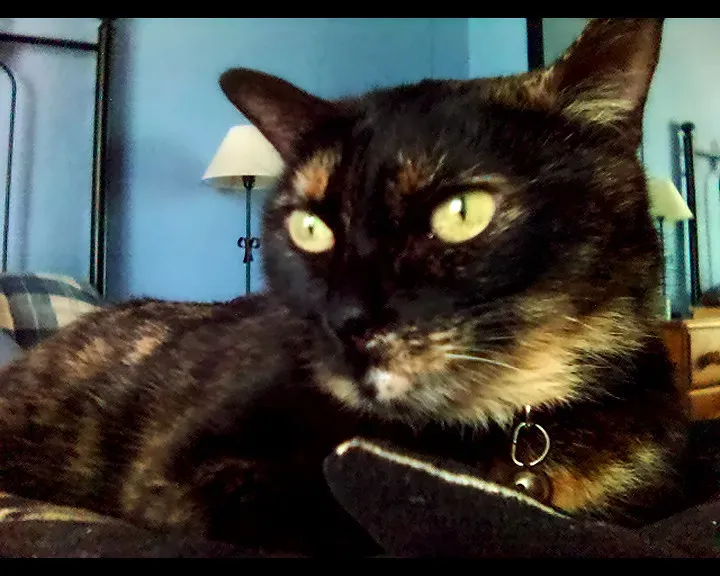 Intelligence in Cats Is Individual, Complex, and Still Being Discovered (hiperia3d, Flickr, CC BY 2.0)