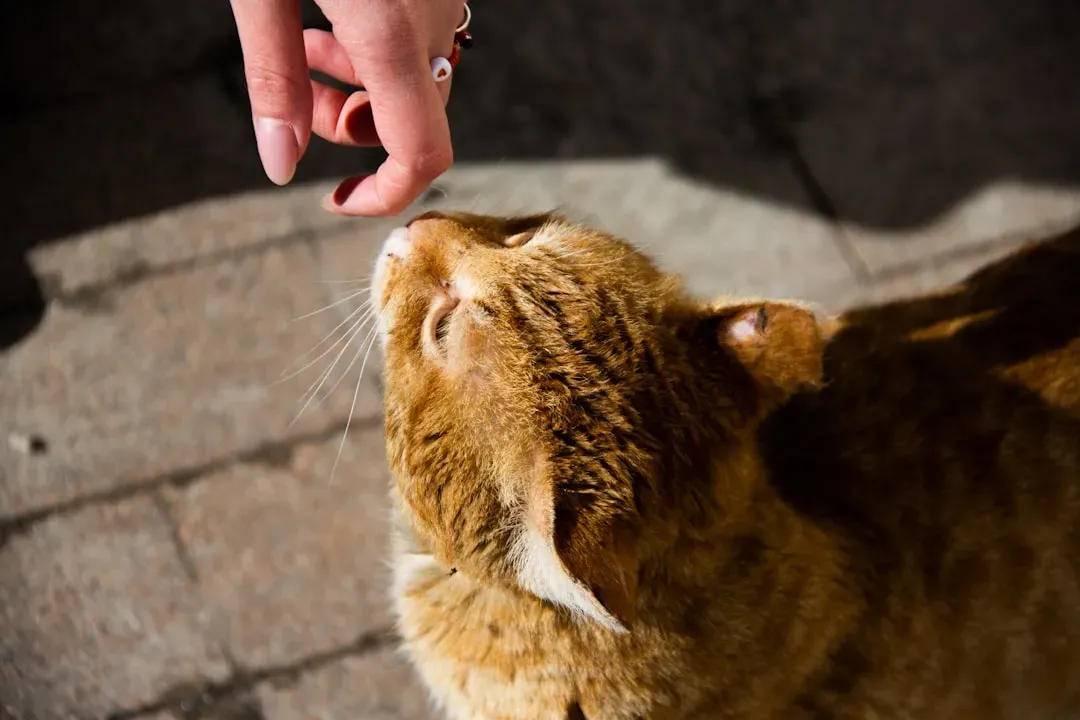 Letting Your Cat Come to You First (Image Credits: Unsplash)