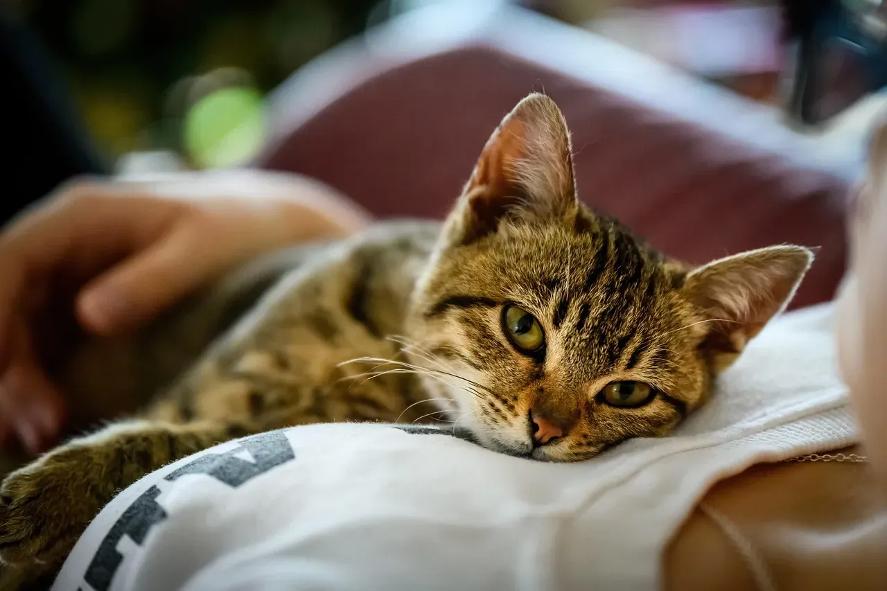 Most Cats Are Secretly Securely Attached to You (Image Credits: Pixabay)