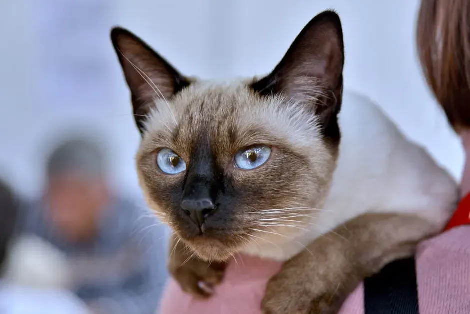 The Siamese: Drama Queen of the Cat World (Image Credits: Pexels)