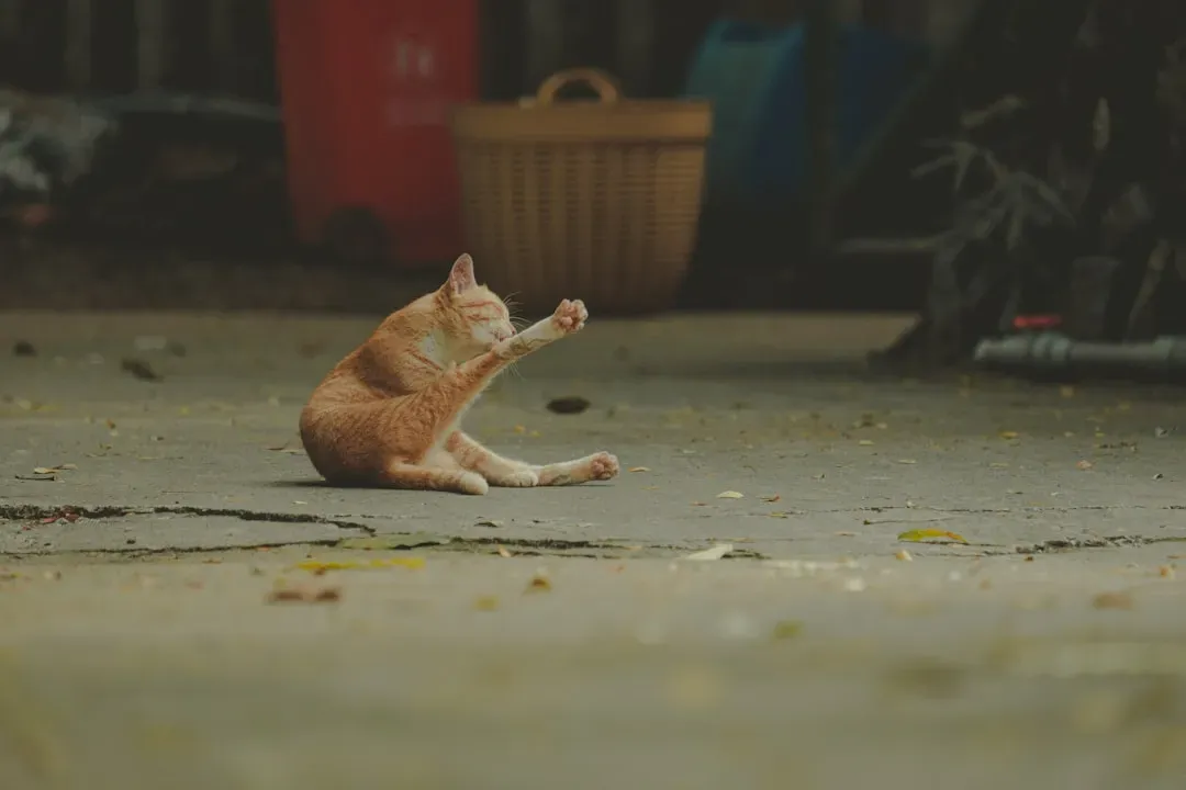 Myth #7: Cats Have Nine Lives, So Falls and Risks Are No Big Deal (Image Credits: Unsplash)