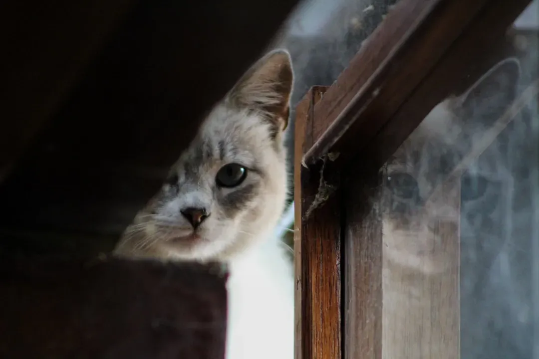 Your Cat Watches and Gathers Data Before Re-Engaging (Image Credits: Unsplash)
