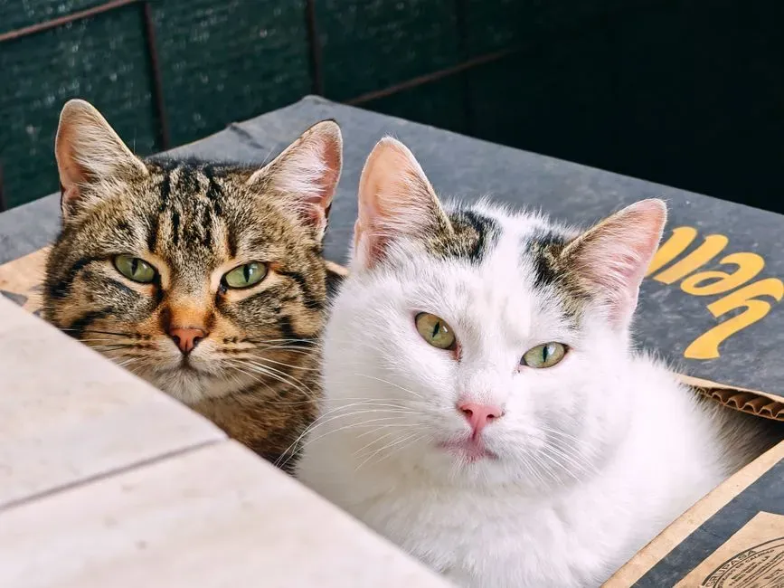 #6 - Using the Litter Box While You're in the Room (Image Credits: Pexels)