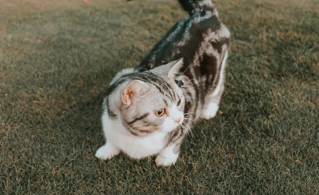 The Floating Collarbone Trick (Image Credits: Unsplash)