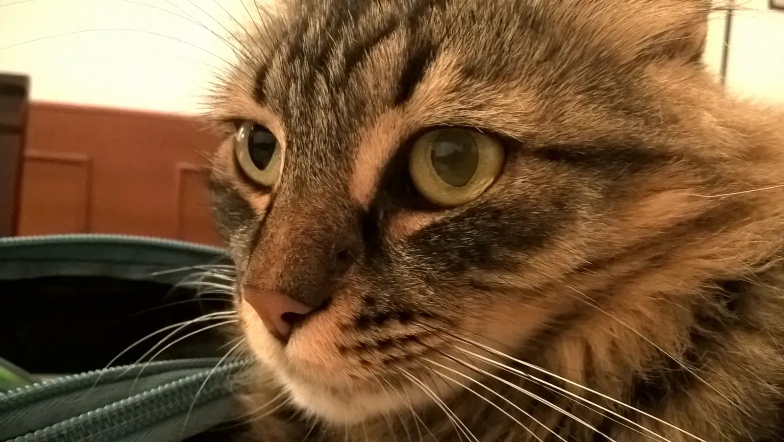 Shadow (Image Credits: Wikimedia)