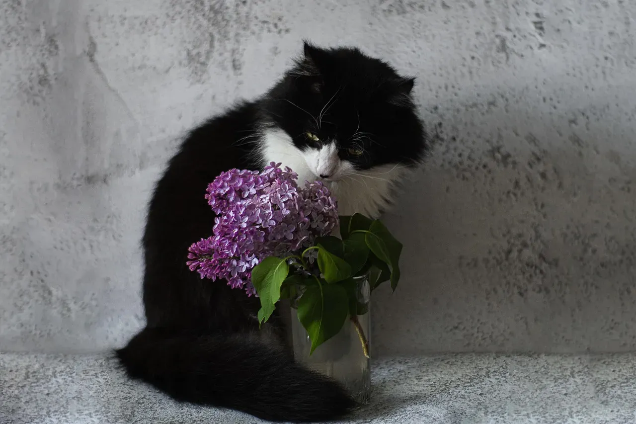 #9 They seek out your scent through your clothes or belongings (Image Credits: Pixabay)