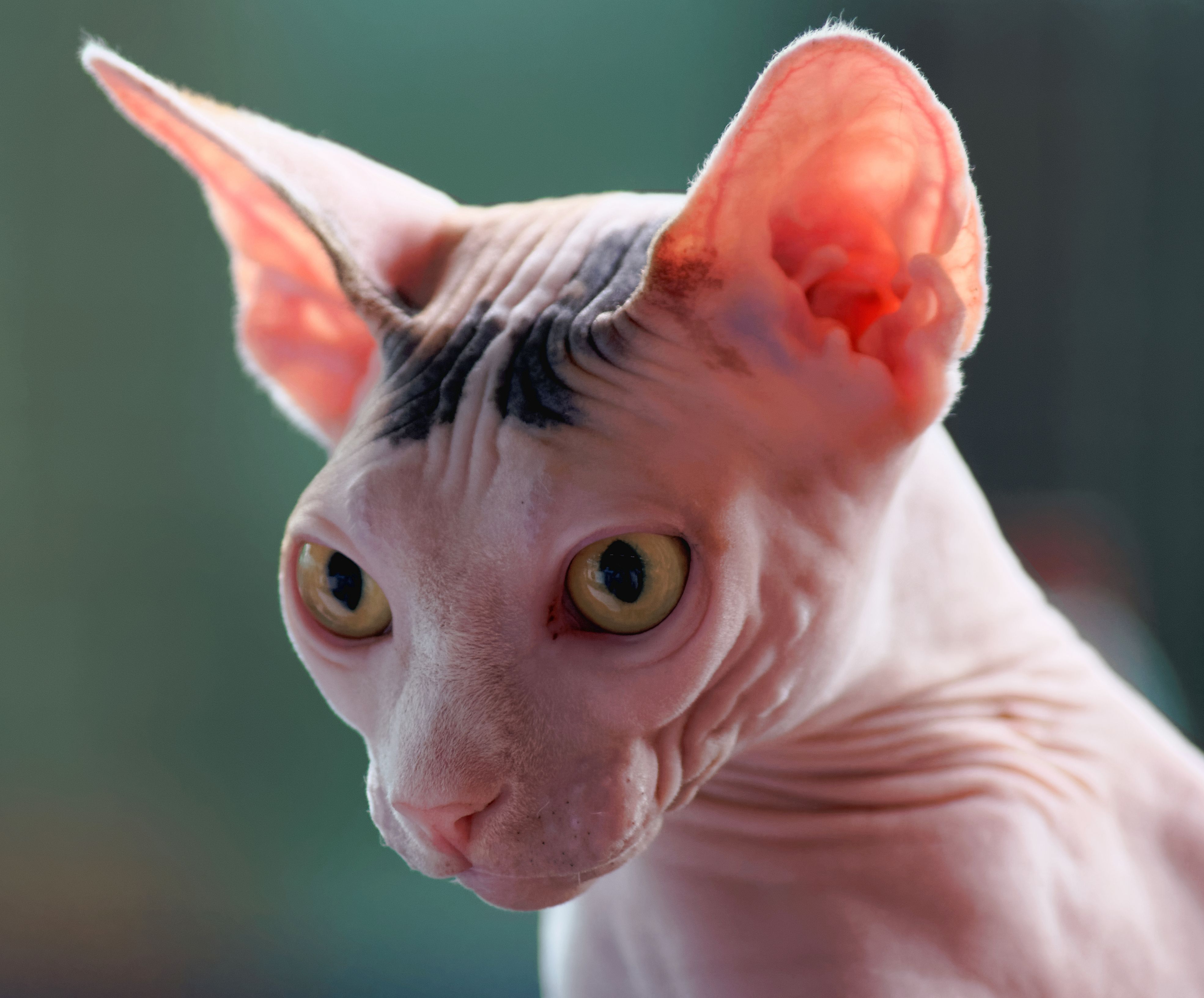 4. Sphynx: The Attention-Demanding Diva (Image Credits: Wikimedia)