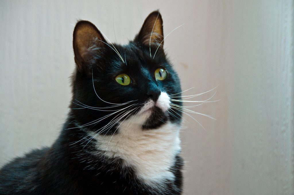 Boldness in New Situations: Courage Comes from Lineage (Image Credits: Flickr)