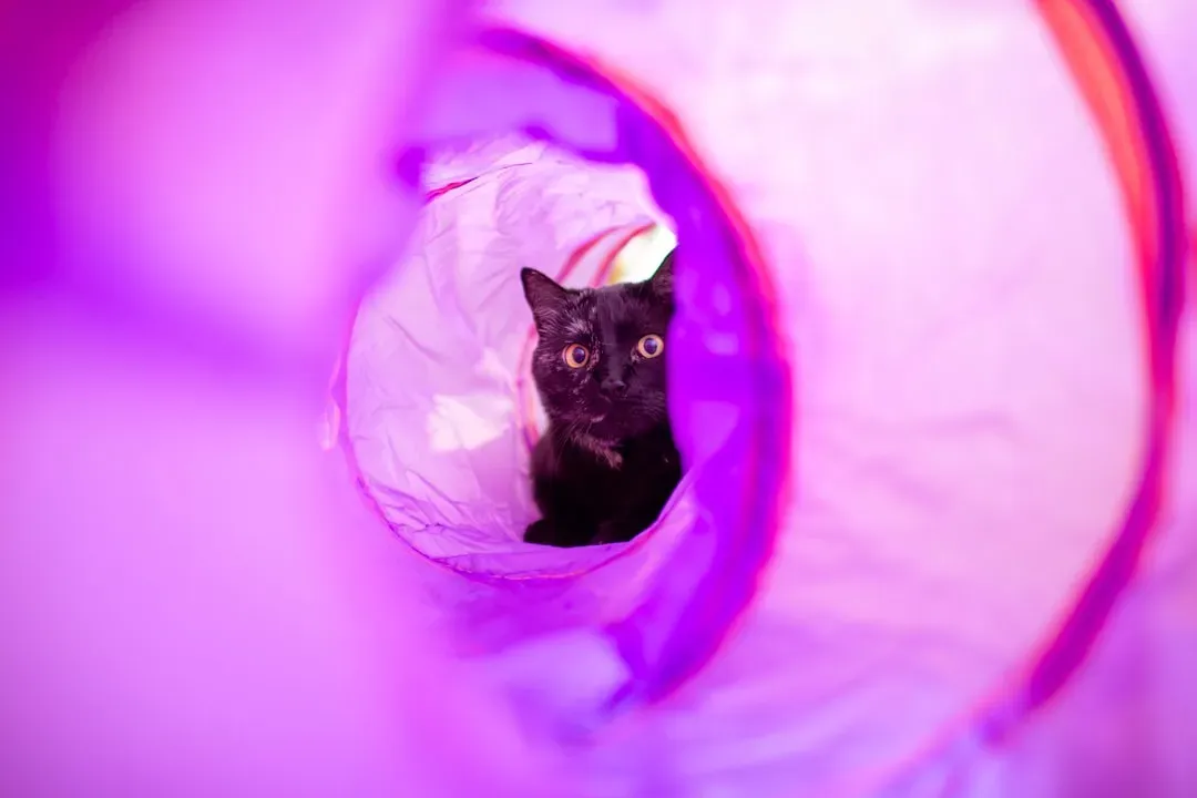 Cat Tunnels: Play and Privacy in One (Image Credits: Unsplash)