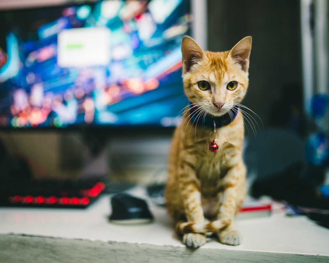 When Pet Humanization Goes Too Far (Image Credits: Unsplash)