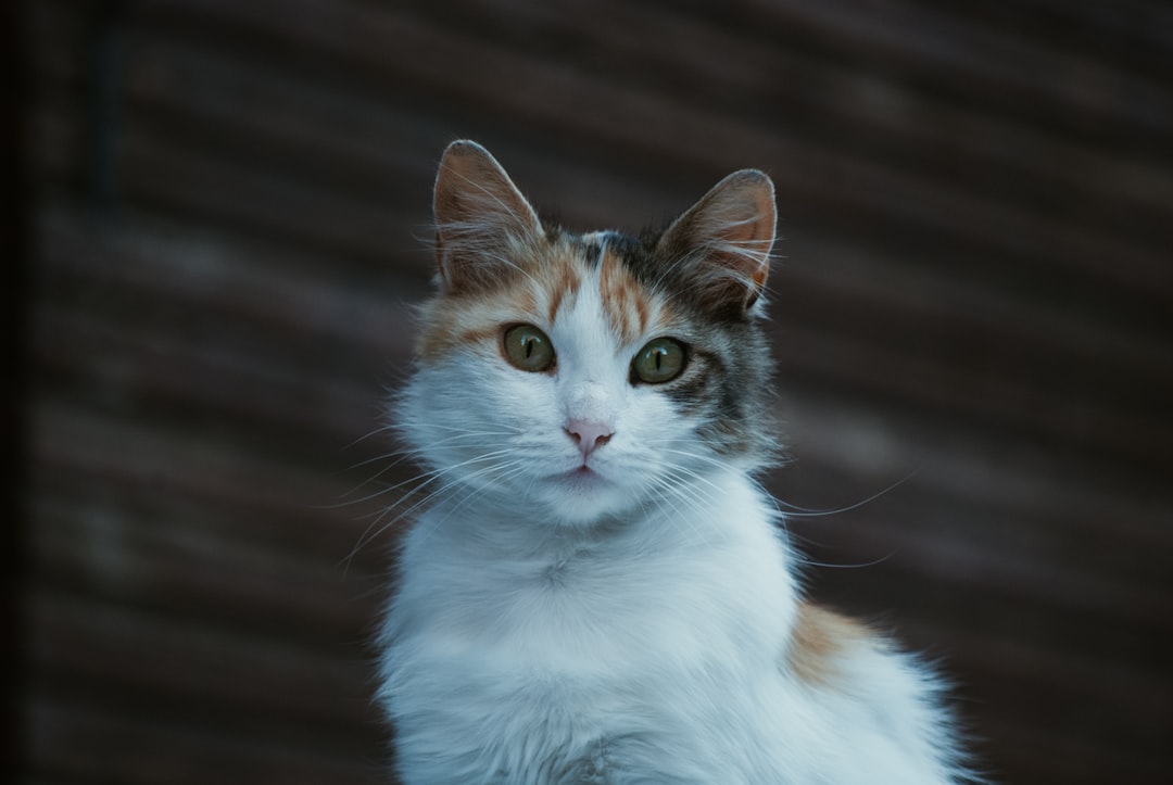 Hindu Dharma and Divine Vehicles (Image Credits: Unsplash)