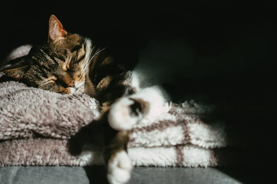 How Age Changes Everything About Your Cat's Sleep (Image Credits: Unsplash)