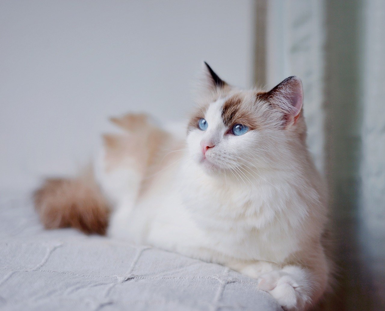 Ragdoll Cats: The Ultimate Lap Warmers (Image Credits: Pixabay)