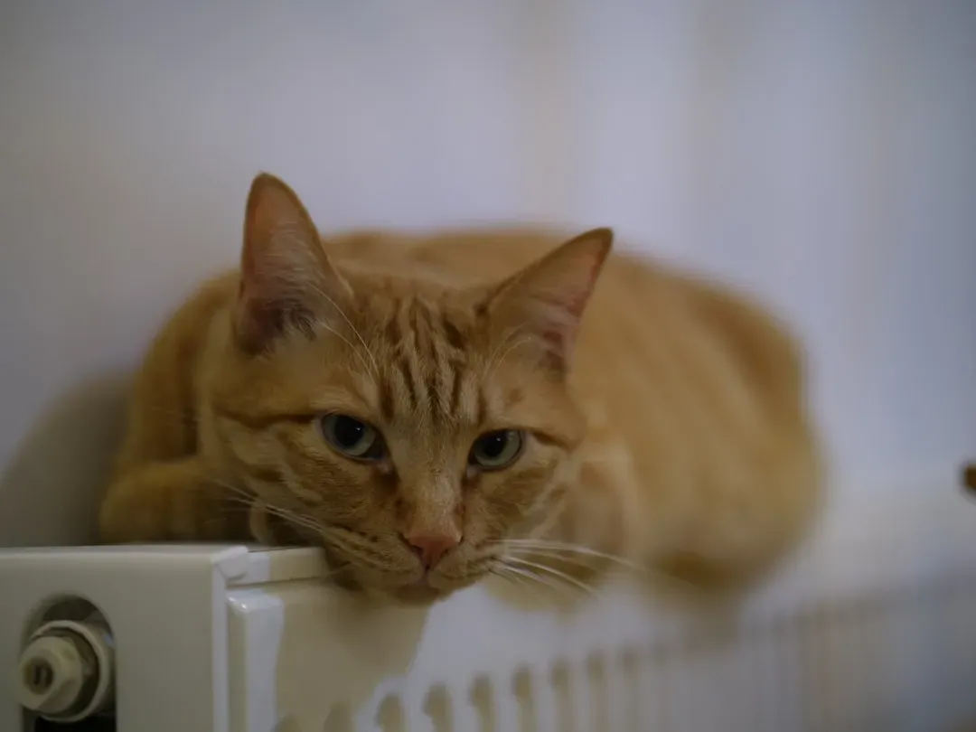 Near the Water Heater or Clothes Dryer (Image Credits: Unsplash)