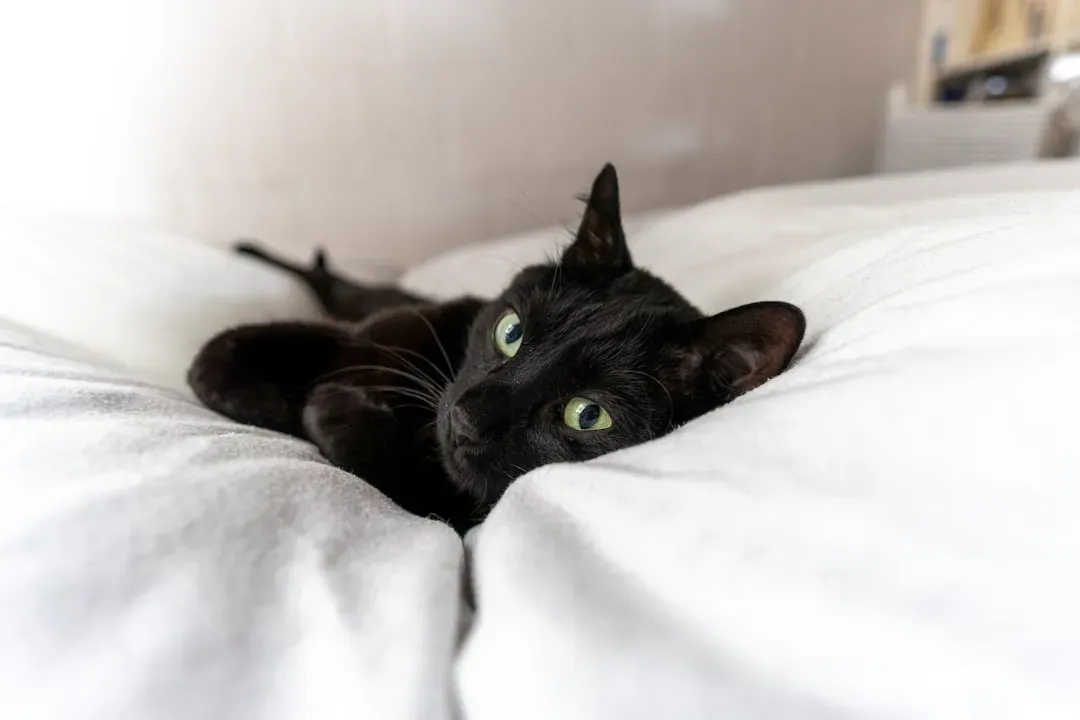 Reviving Kitten-Like Instincts (Image Credits: Unsplash)
