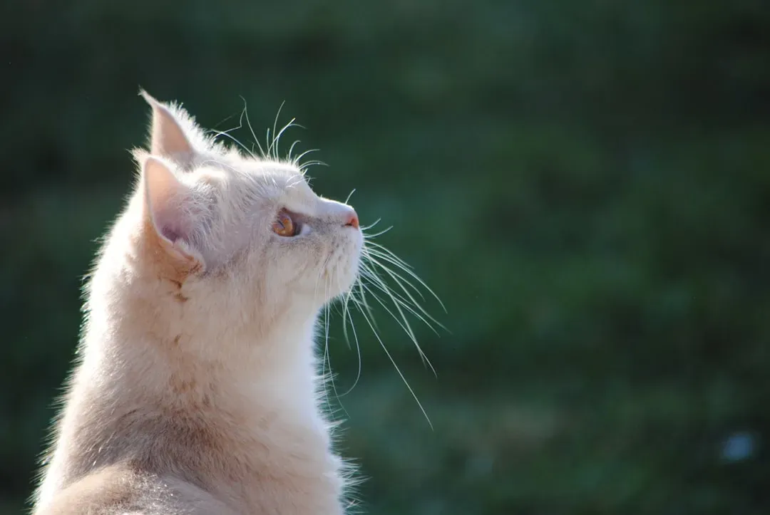 4. Whiskers That Read the Wind (Image Credits: Unsplash)