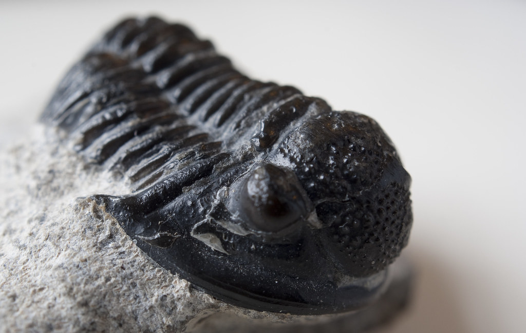 Motion Detection Masters (Image Credits: Flickr)