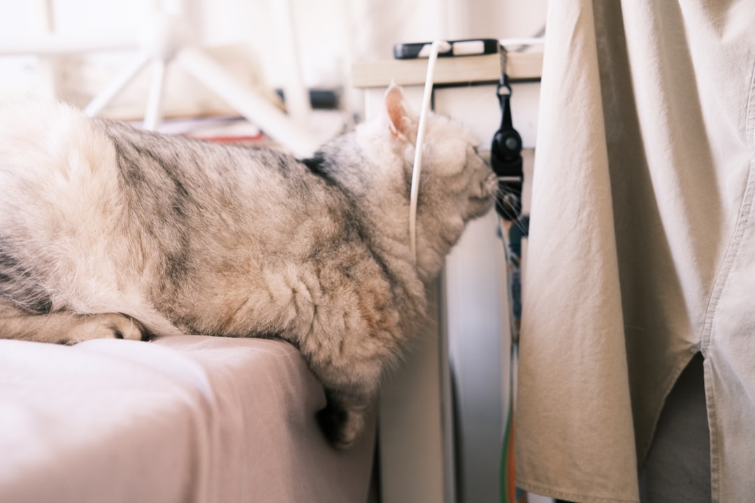 Alaska Airlines Eliminates Pet Seat Options (Image Credits: Unsplash)