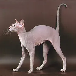 Peterbald: The Elegant Hairless Aristocrat (Image Credits: Wikimedia)