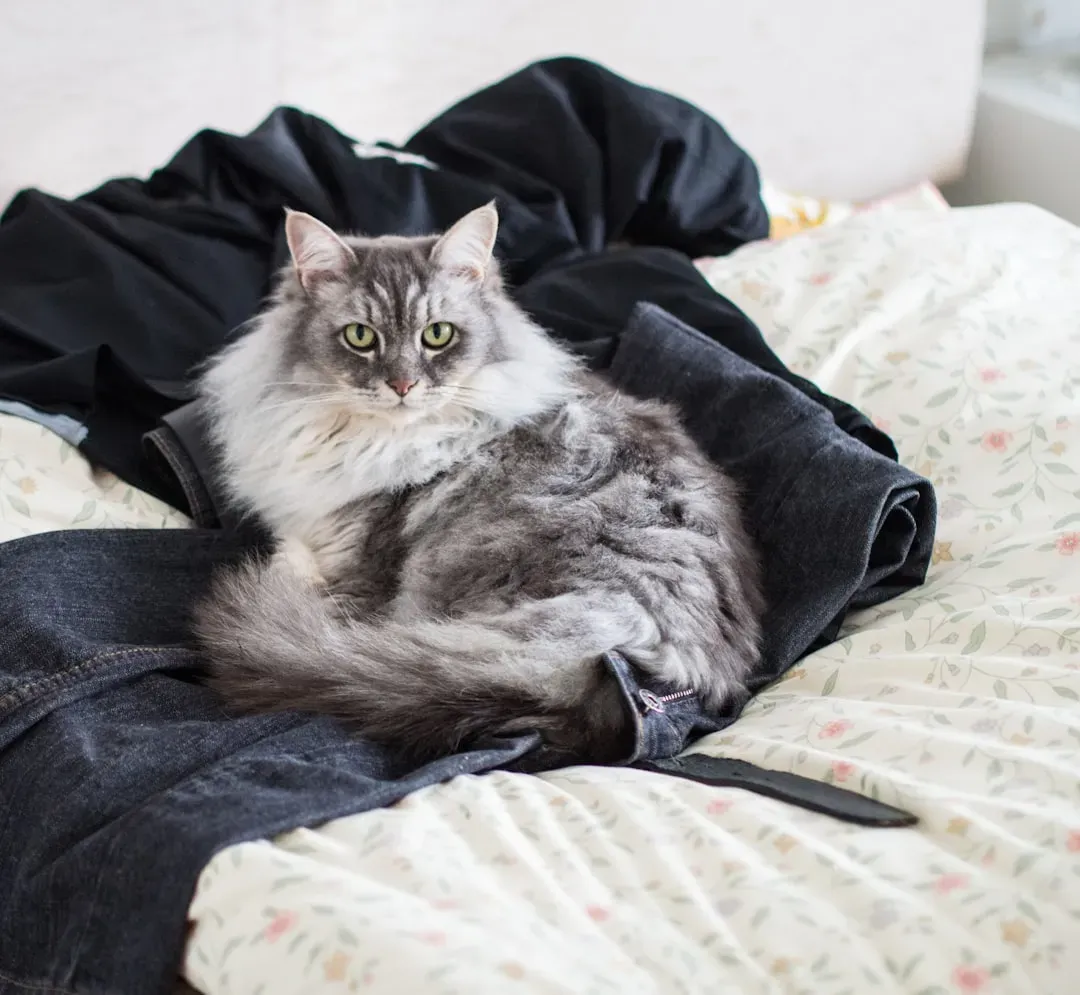 Your Scent Is Your Cat’s Comfort Blanket (Image Credits: Unsplash)
