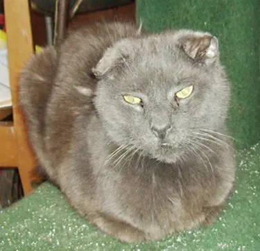 #7 - Their Meow Has Become a Whole Conversation (rikkis_refuge, Flickr, CC BY 2.0)