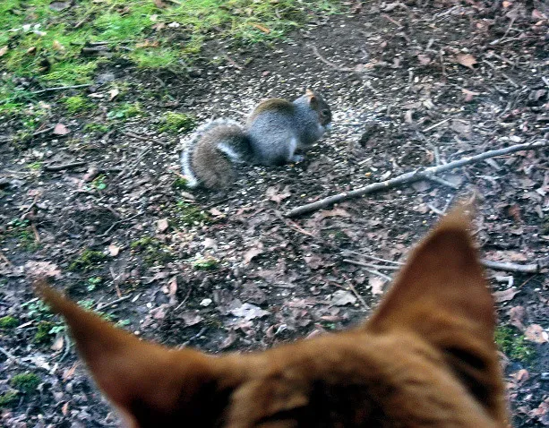 The Barrier Frustration Phenomenon (Image Credits: Flickr)