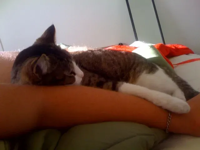 Your Scent: The Comfort Factor (Image Credits: Wikimedia)