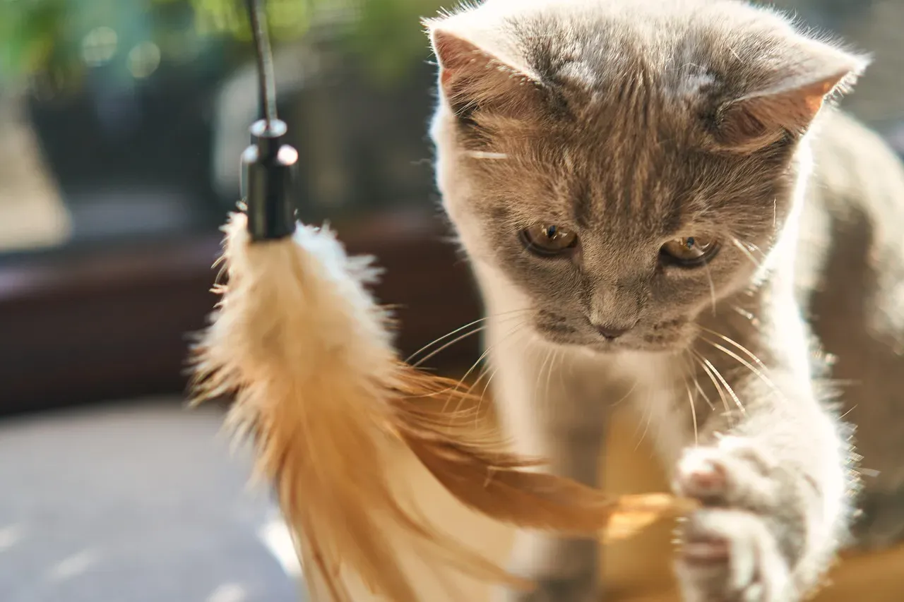 Misconception #6: Cats Don't Need Play or Mental Stimulation (Image Credits: Pixabay)