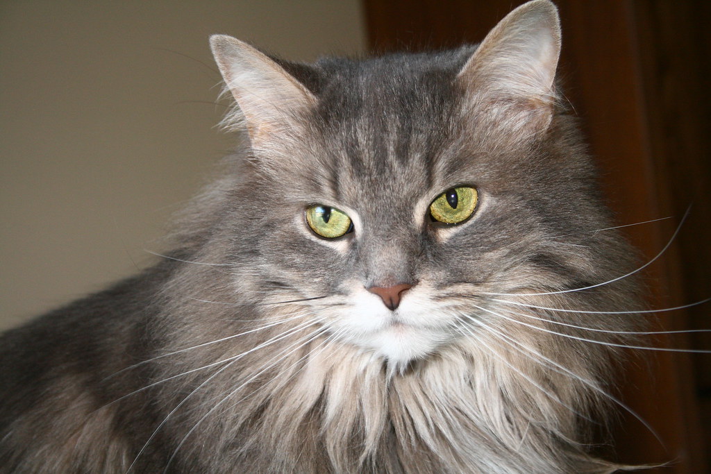 Maine Coon Cats: The Puppy-like Companions (Image Credits: Flickr)