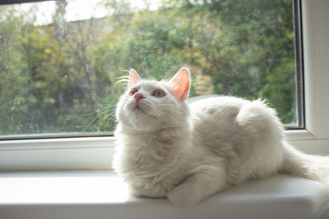 Healing Purr Vibrations (Image Credits: Unsplash)