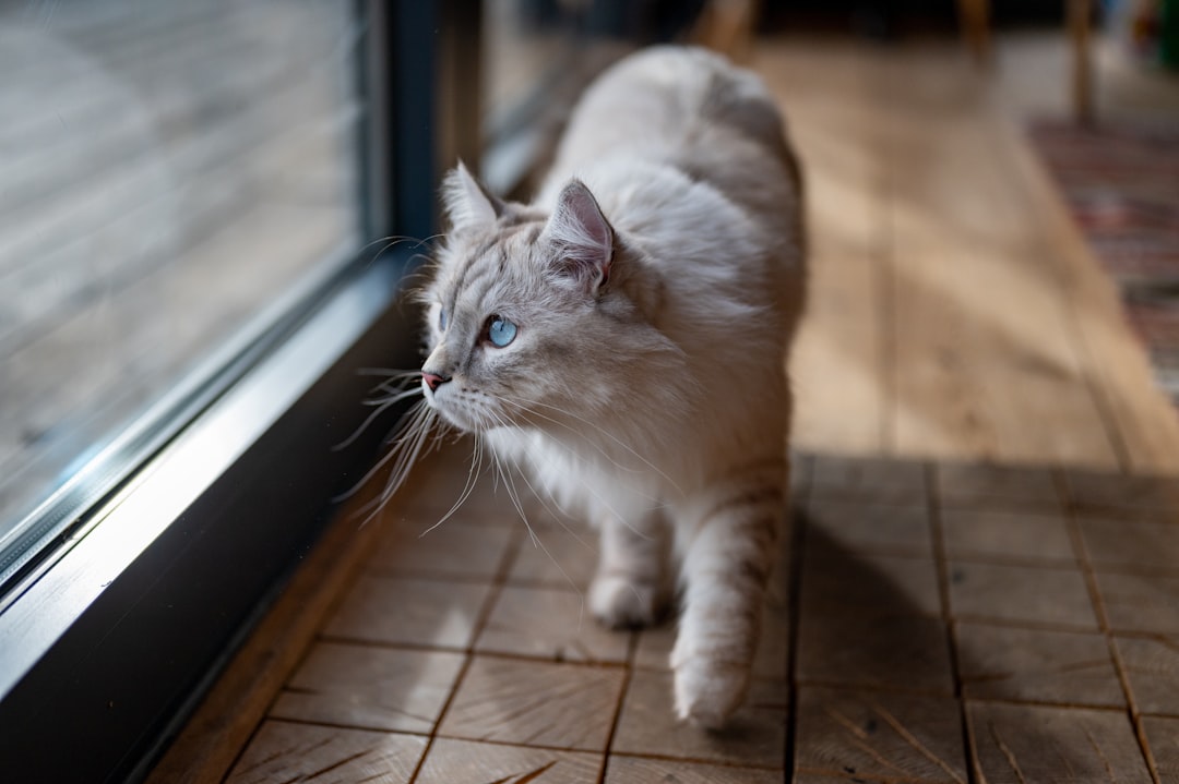 The Chattering Conspiracy (Image Credits: Unsplash)