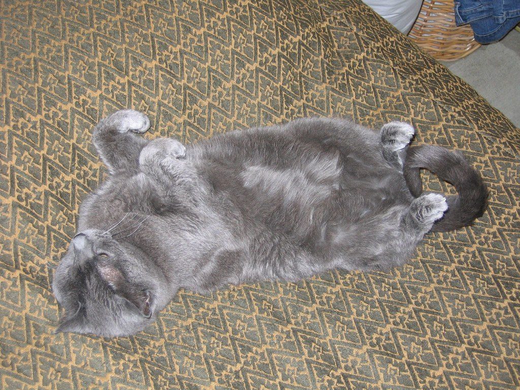 They Sleep in Vulnerable Positions (Image Credits: Flickr)