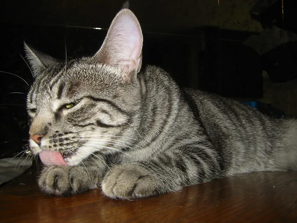 Grooming as Emotional Self-Medication (Image Credits: Flickr)