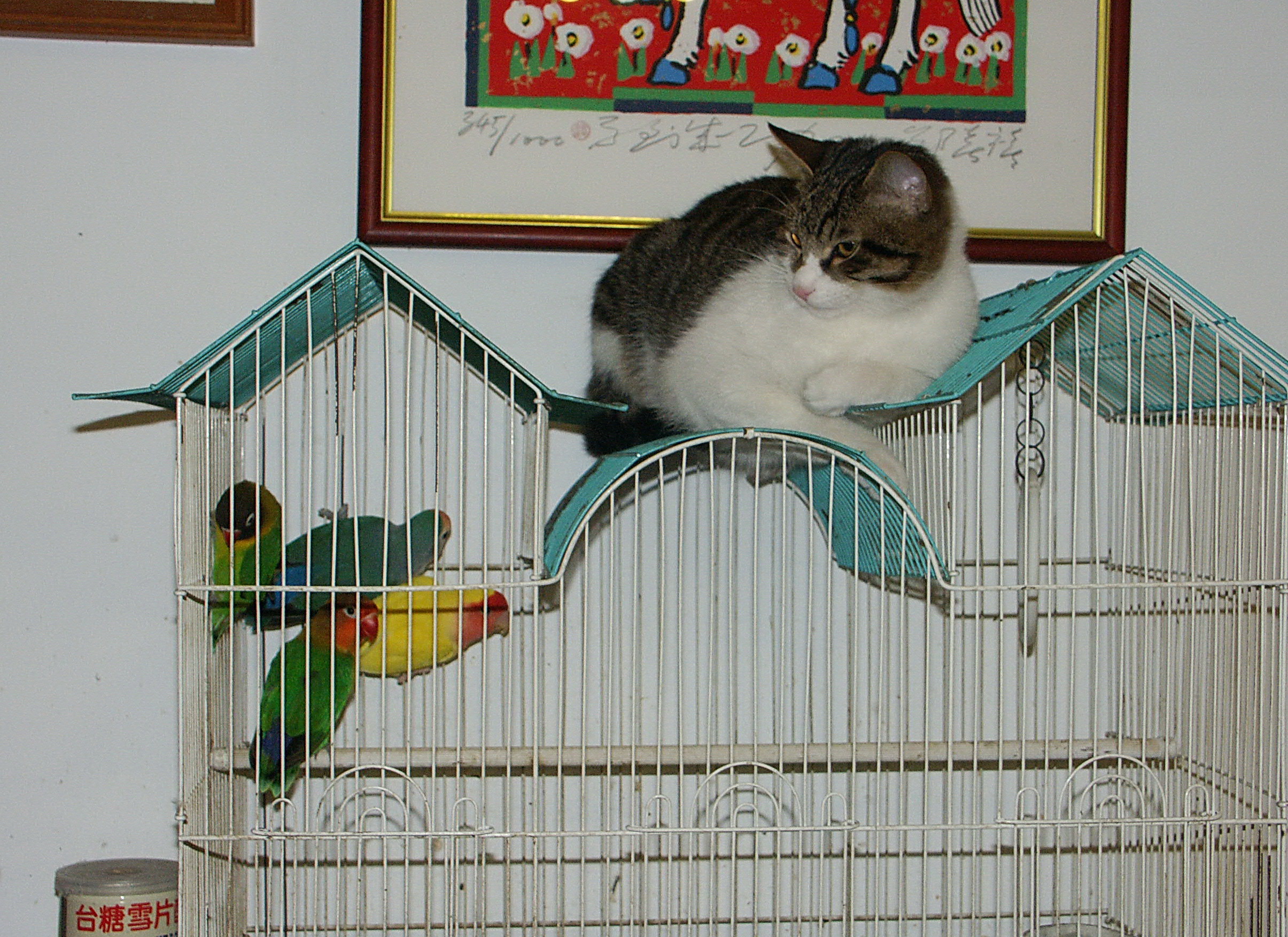 Small Birds (Image Credits: Wikimedia)