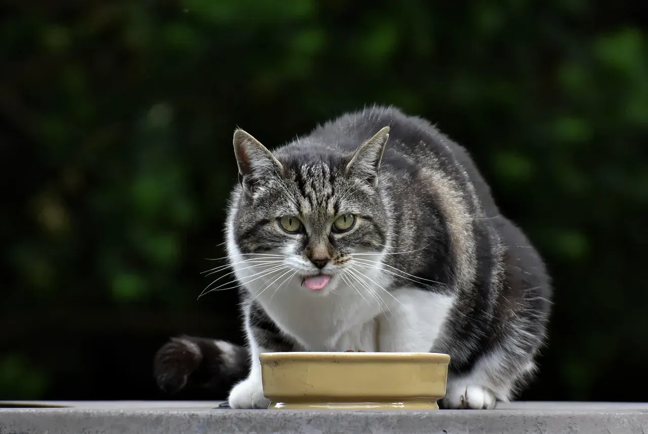 How Domestication Shaped Your Cat's Diet Without Changing Its Biology (Image Credits: Pixabay)