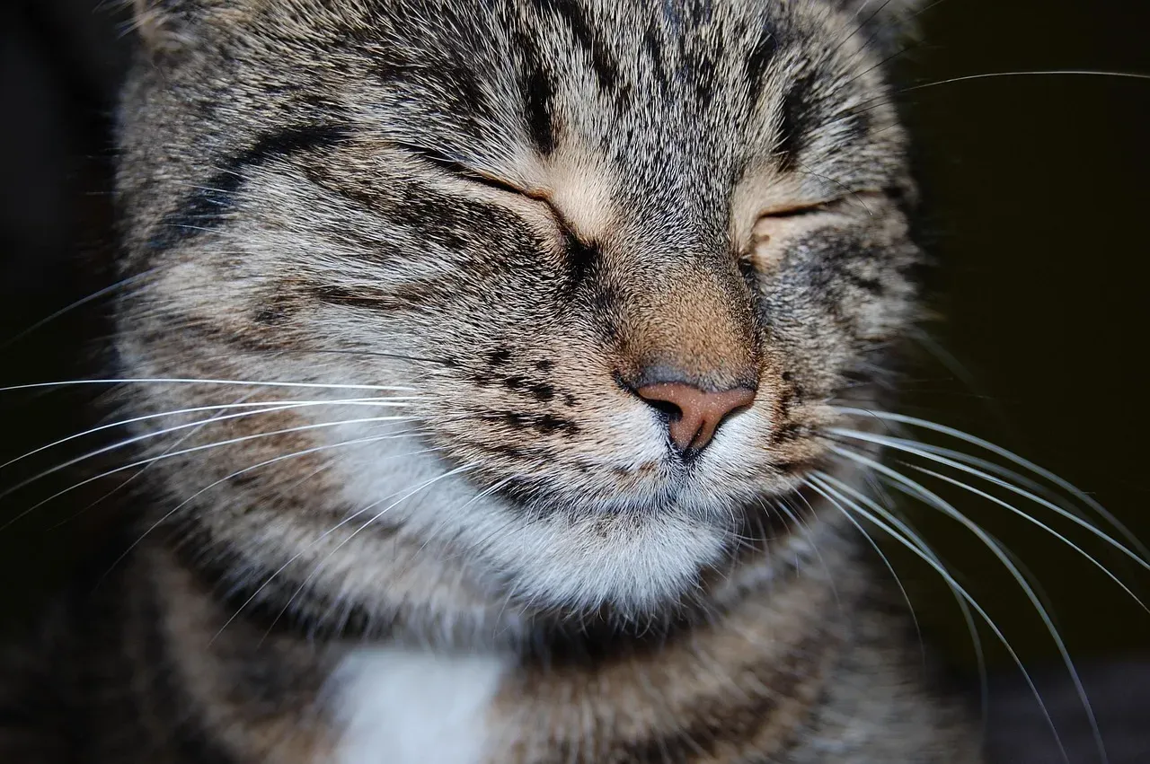 #12 - The Cat Loaf That Means "I Feel Safe Here" (Image Credits: Pixabay)