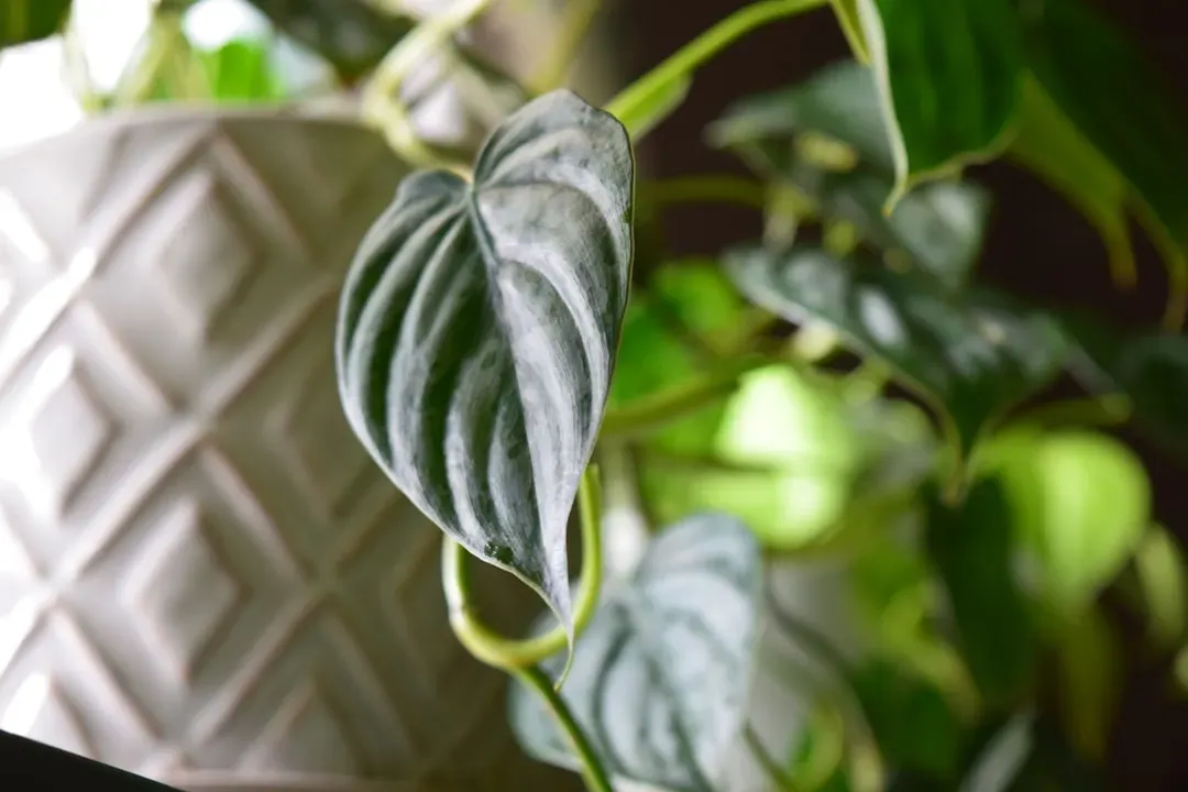 5. Philodendron (Philodendron spp.) (Image Credits: Unsplash)